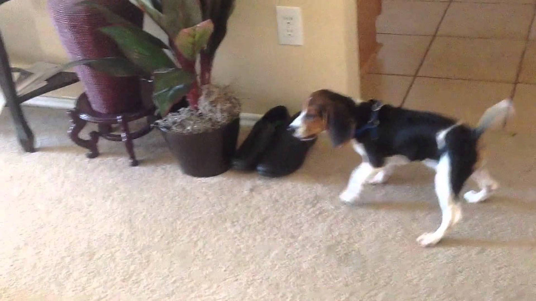 Balloons Invade The House Of An Adorable Beagle! What Happens Next Will Make You Go Awww!!