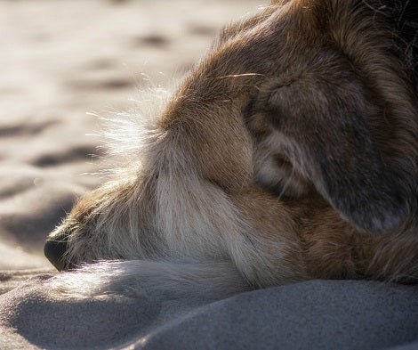 4 Ways To Deal With Pet Loss