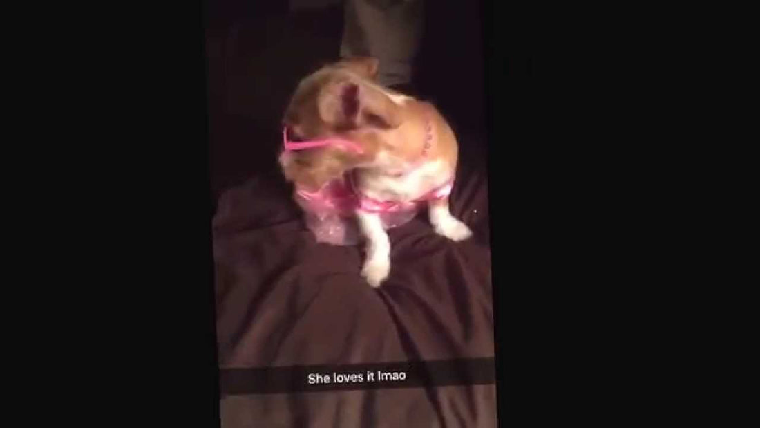 Barbie The Beagle Mix Is A Star In The Making! Watch Her Flaunt Her Style!