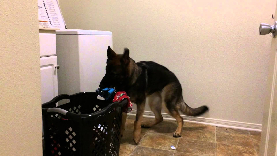 Baron, The German Shepherd Can Do What Most Dogs Can't! Be Prepared To Be Blown Away!