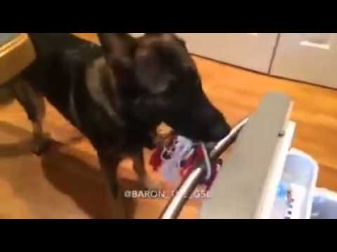 Baron The German Shepherd Learns A New Trick. This Time It's Groceries!