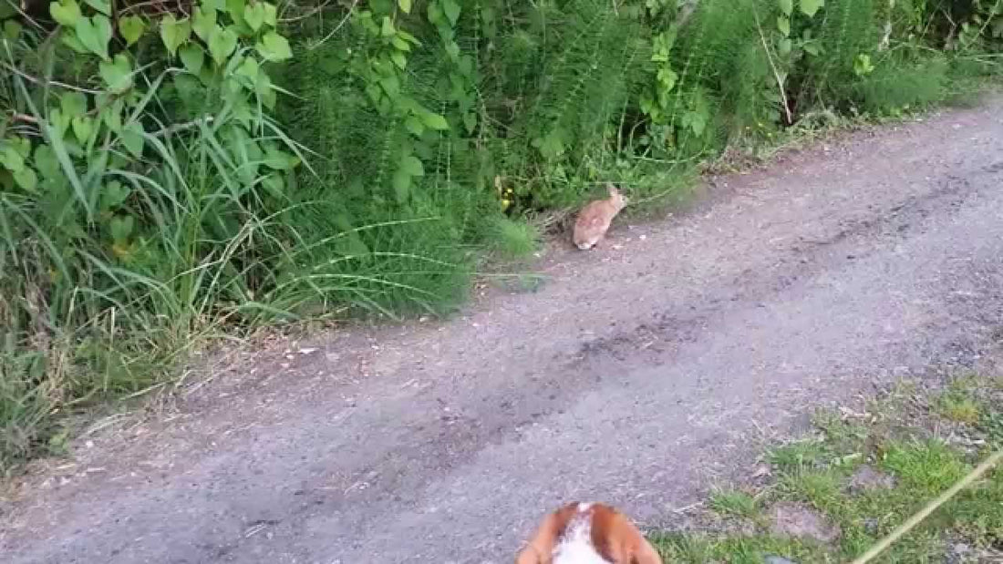 Baxter The Beagle Is Fascinated By What He Sees Beside The Tree! He's Just #DumbStruck!