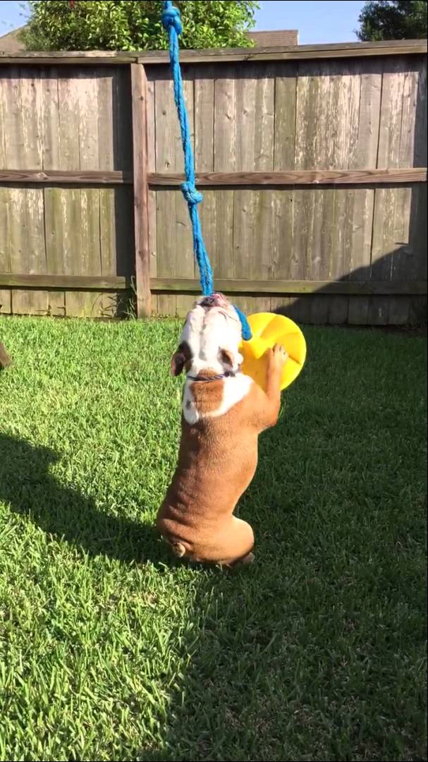 Bea The English Bulldog Is Making Rounds On The Internet And Here! #MerryGoRound!