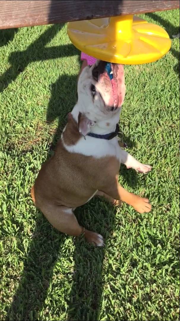 Bea The English Bulldog Loves To Twerk Too! See How Much Fun She's Having Today!