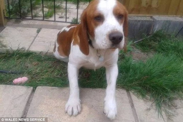 The Most Heartbreaking Story Ever! This Beagle Spends Seven Months At Gate Waiting For His Brother To Come Home After He Disappeared!