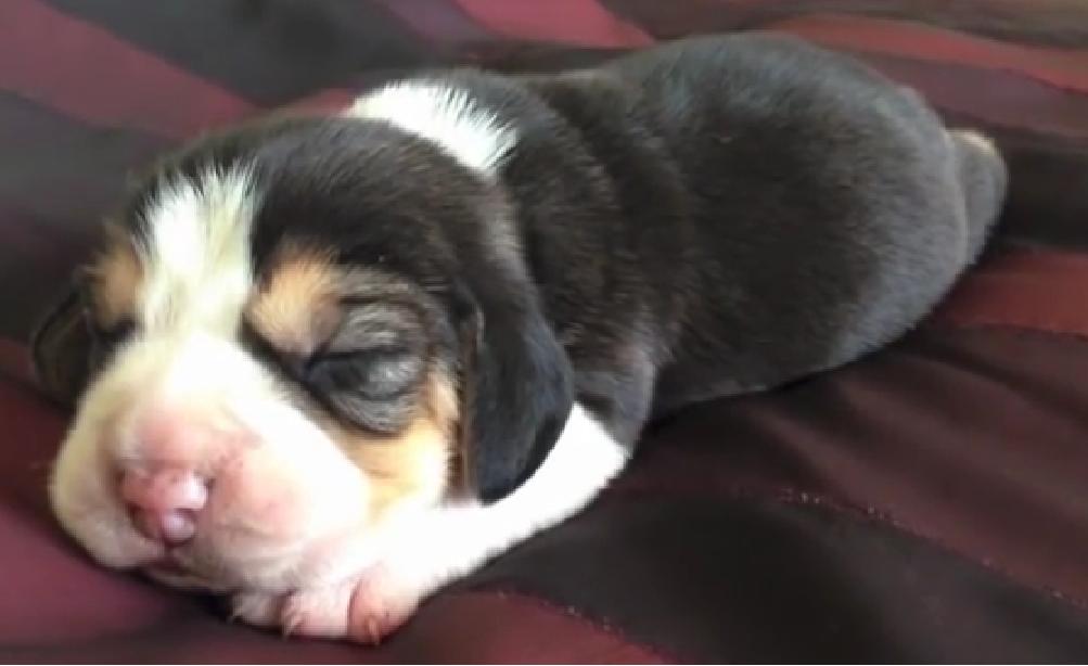 New Born Beagle Puppy Learning How to Bark - So Cute!