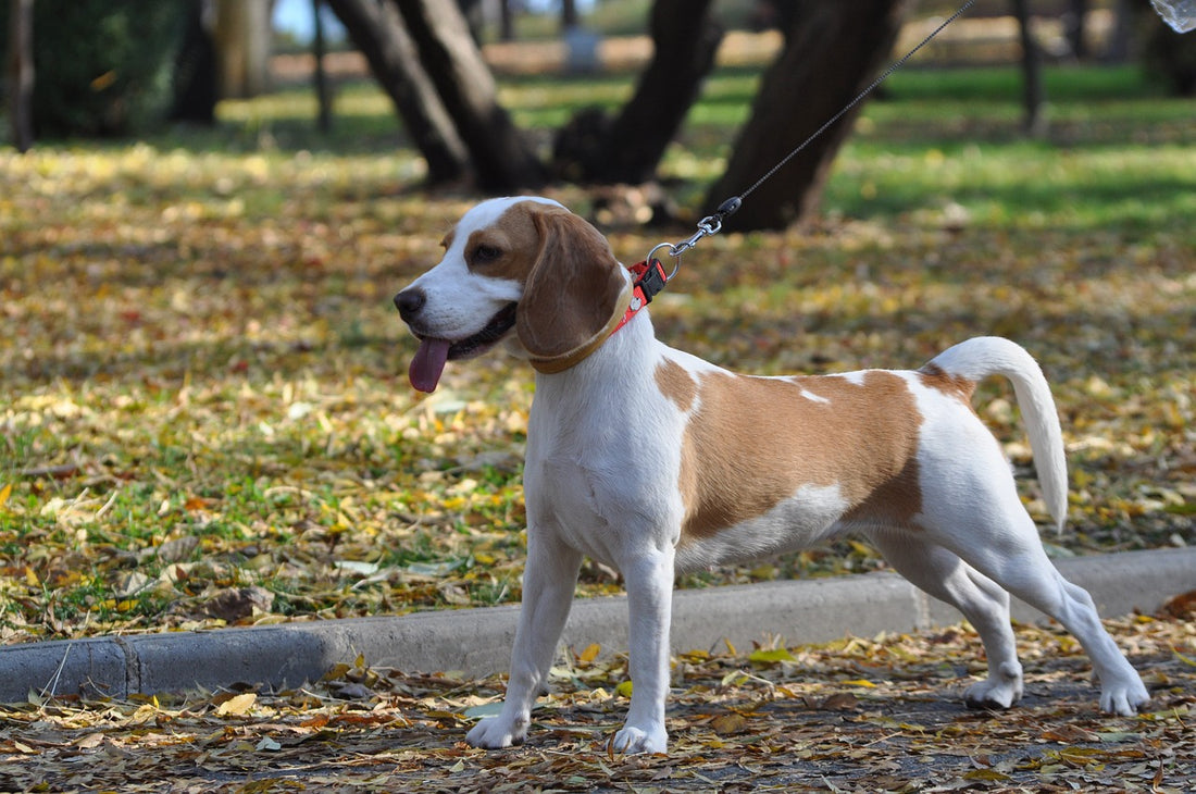 Cool Tricks For Your Dog This Summer