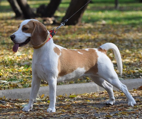 15 Easy Tips To Keep Your Dogs Happy During Fall Season