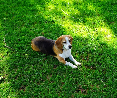 Why Do Dogs Like Laying In The Sun?
