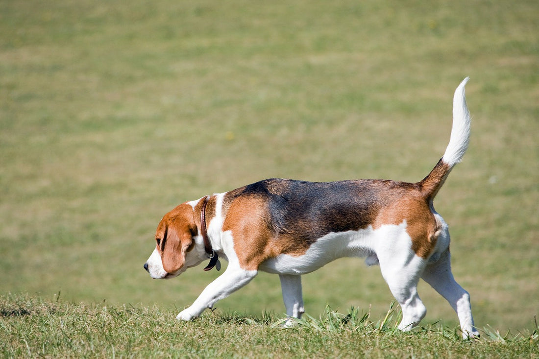 Why Your Dog Loves To Sniff Almost Everything