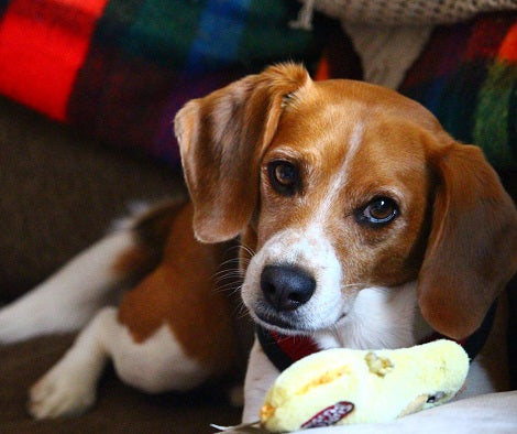 Here Are 10 Fun Ways To Spend Quality Indoor Time With Your Dog!