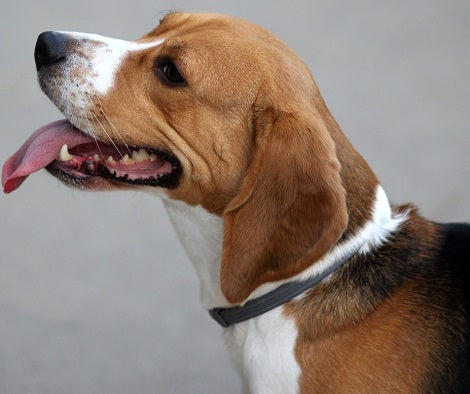 Here Are 20 Fruits And Vegetables That Are Good For Your Dogs