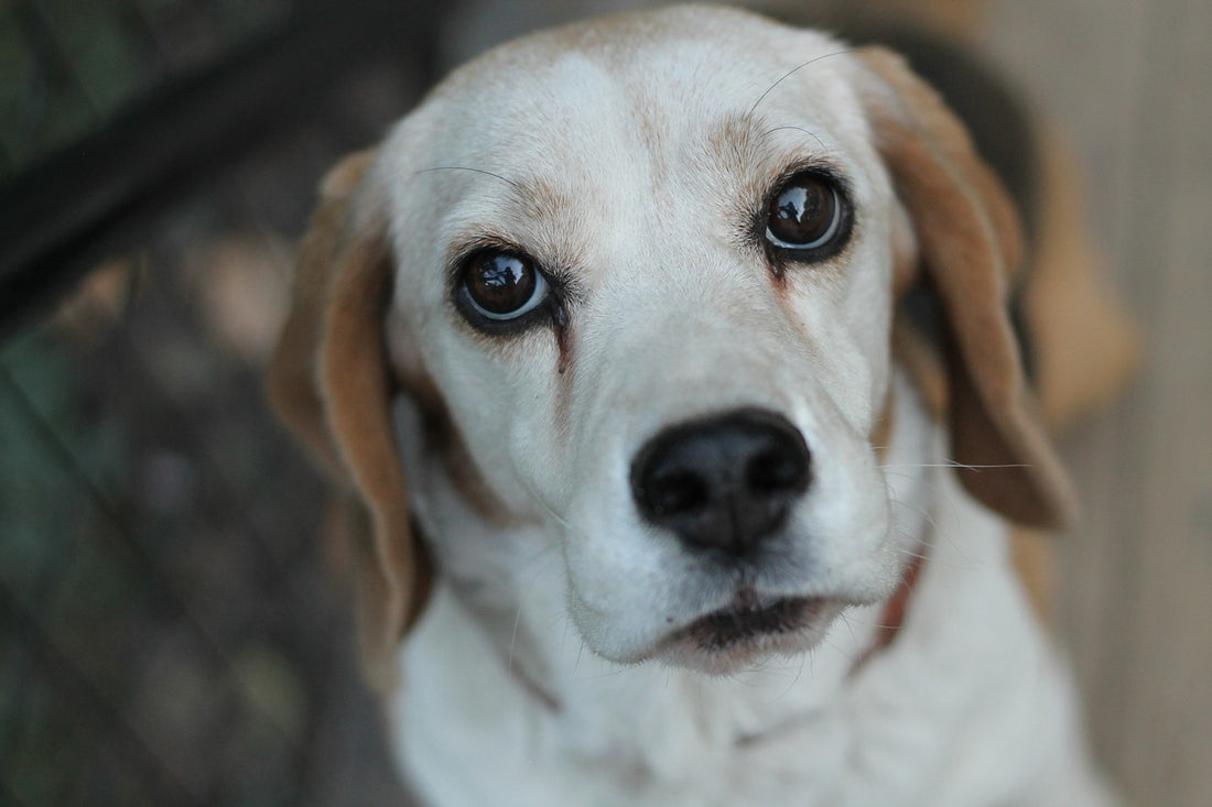 How to Take Perfect Selfies with Your Pup!