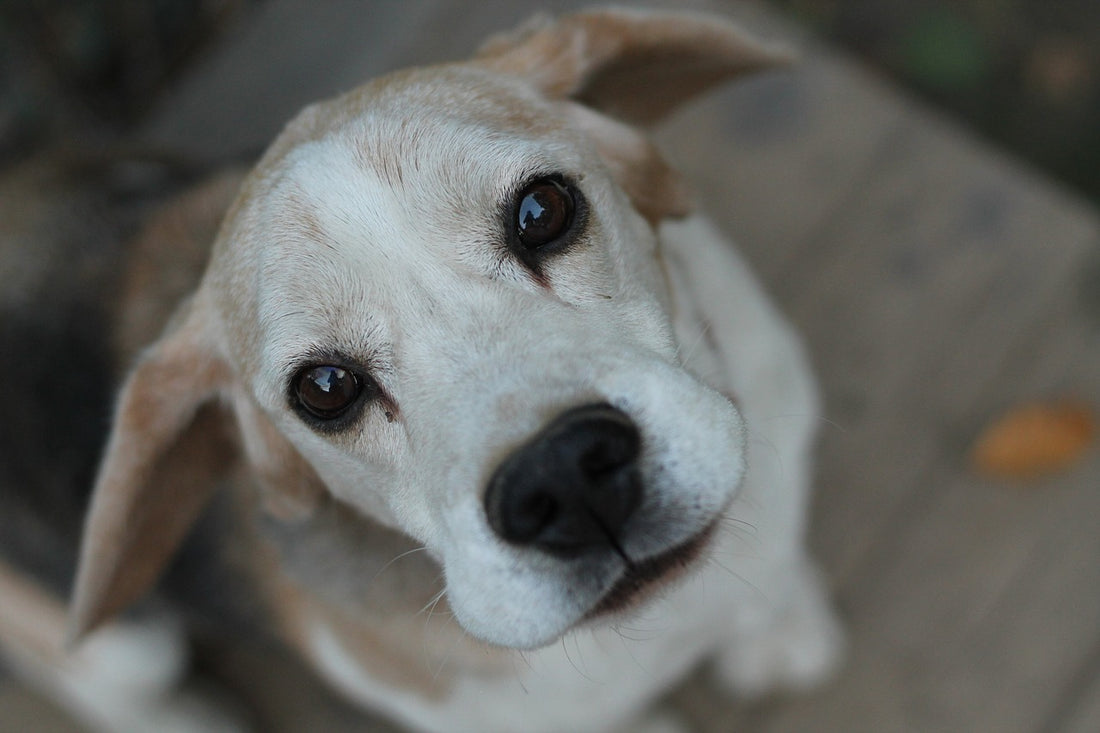 According To Science, Dog Brains Don't Process Faces!