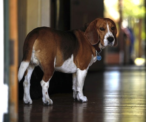 Here Are 8 Incredible Christmas Costumes For Your Dogs!