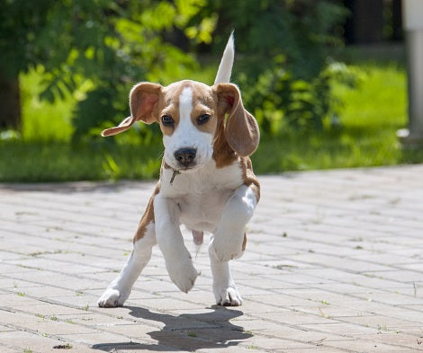 3 Sports To Try With Your Hyper-Active Dogs!