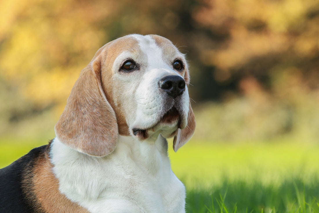 Why Dogs Howl Whenever They Hear Sirens