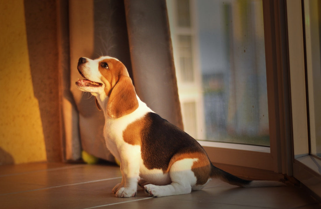 3 Things To Remember When Your Brand-New Puppy Starts Throwing Up Unexpectedly