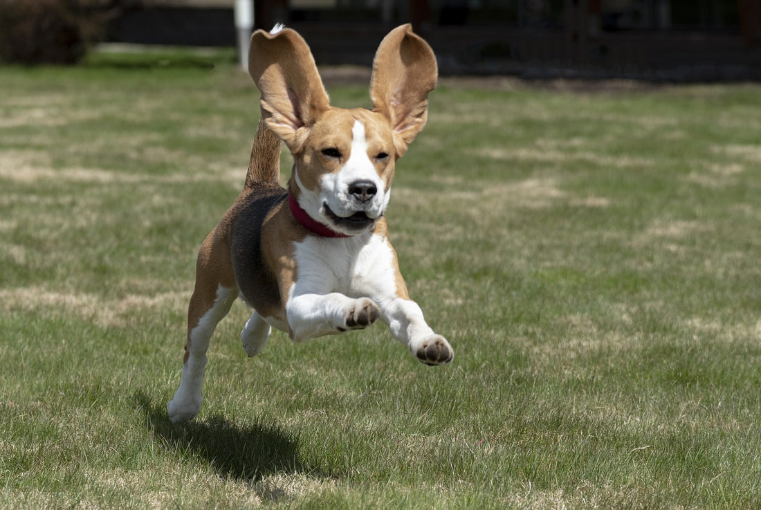 Why Do Dogs Suddenly Run Around In Random Bursts Of Energy?