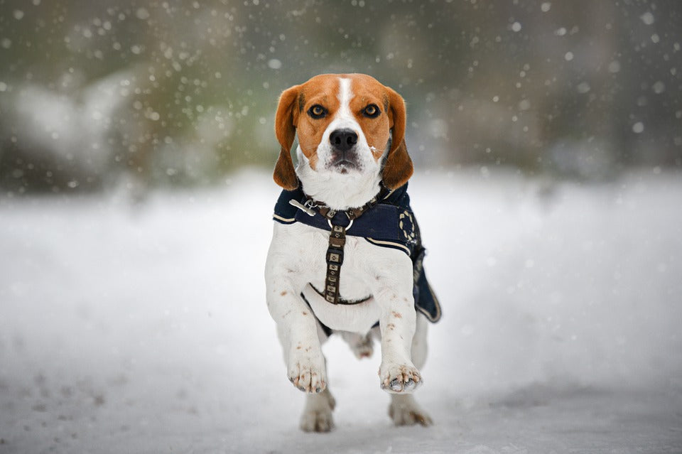 How Cold Is Too Cold For Dogs?