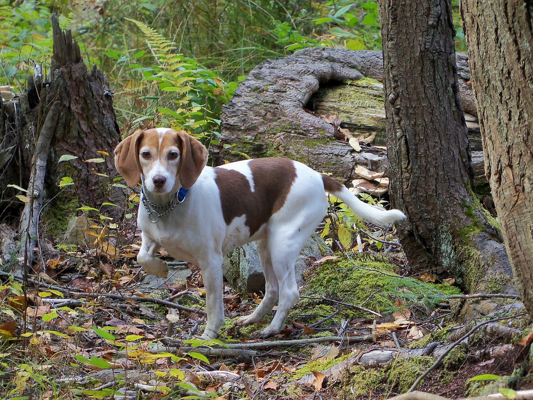 What To Do If Your Dog Eats Rabbit Poop