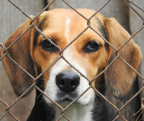 10 Signs Your Puppy Is From A Puppy Mill