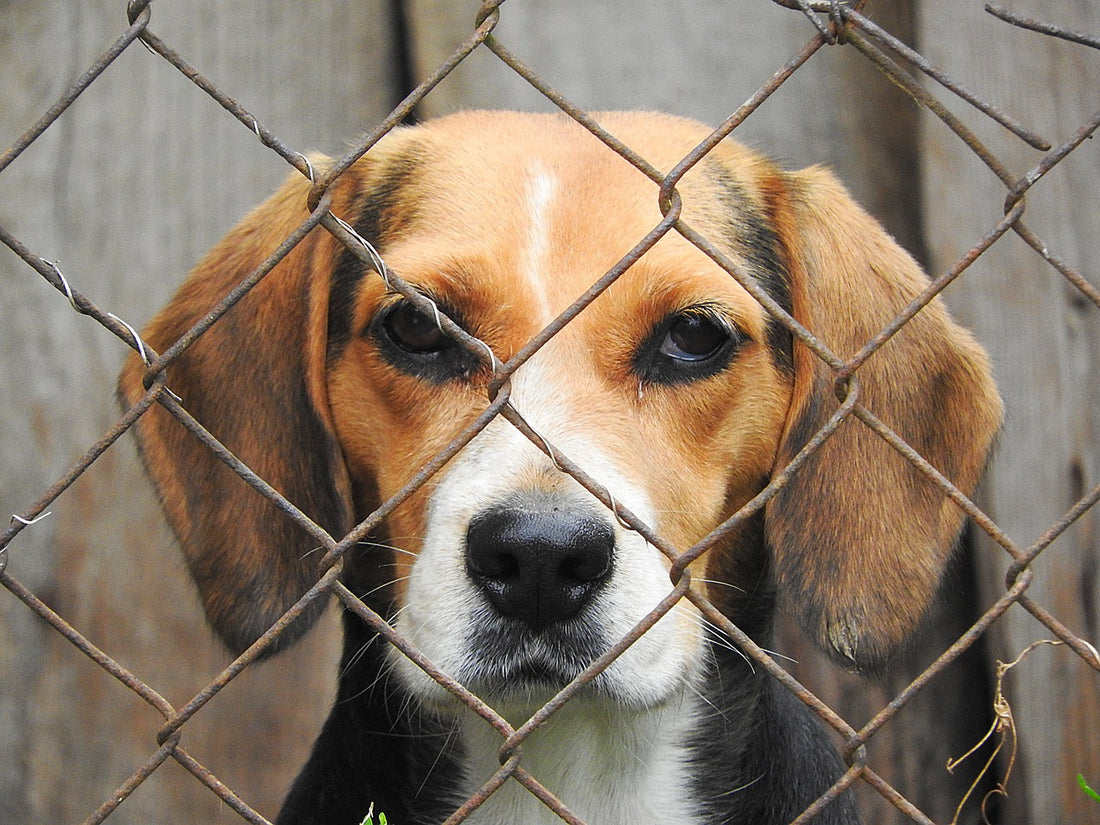 Dognappers Also Know The Importance Of Pets During The Pandemic... They're Getting Bolder