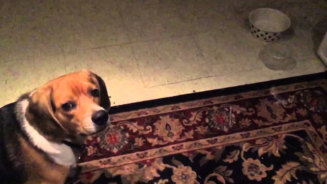 Beagle Fetching In Slow Motion Is The Best Thing You'll See Today!