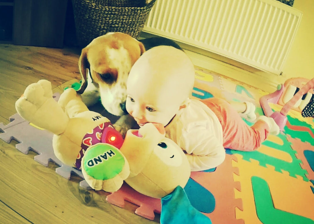 Beagle Learns A New Trick - Gives Baby Toys She Can't Reach! What An Adorable Helper! Who Needs A Nanny?!