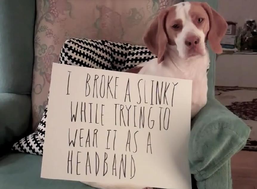 This Beagle Is Being Part Of The Ultimate Dog Shaming, Because Of His Poor Choices!