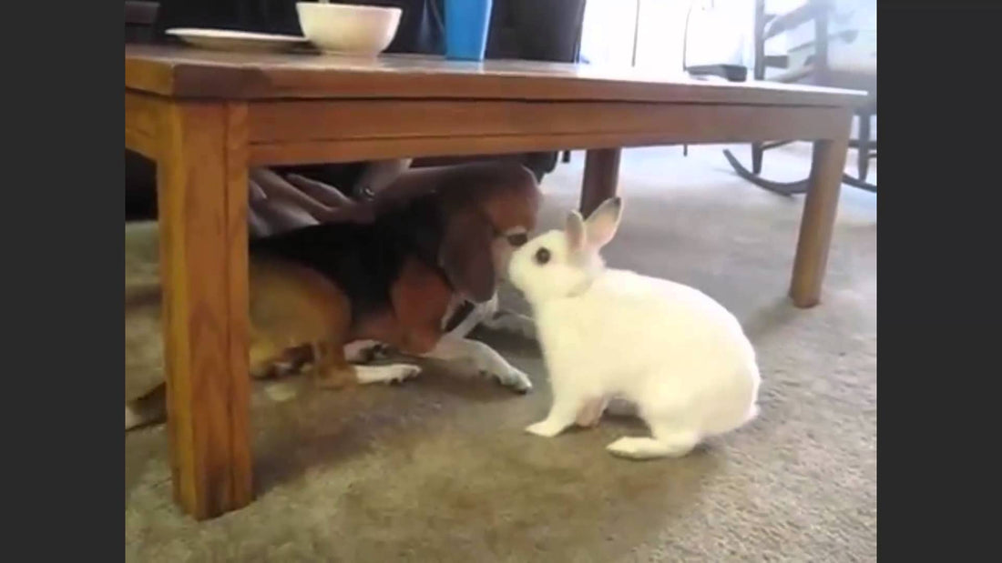 Beagle Playing With A Rabbit Is The Best Thing You'll See Today! #SoCute!