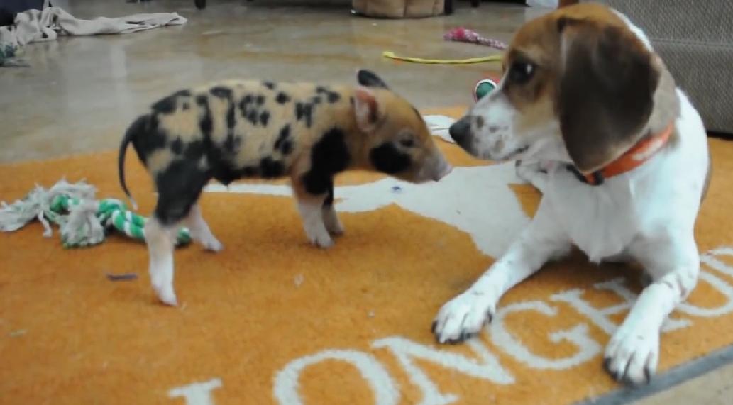 WATCH: Beagle And A Hog Are Best Friends!