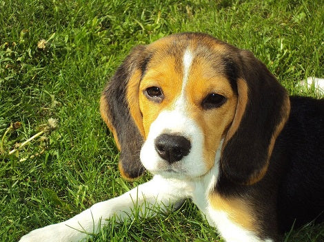 Some Dog Ear Infections Can Spread And It's Best To Be Aware