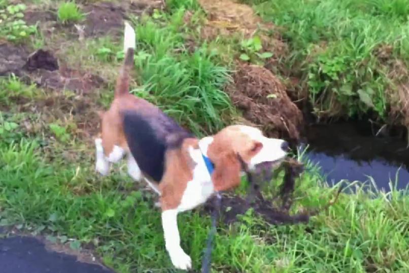 This Video Shows Why Walking A Beagle Is Such Great Fun!