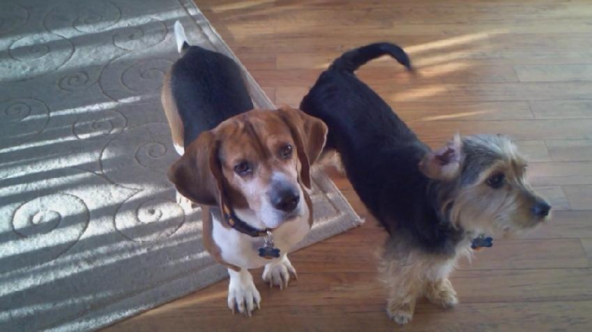 Beagle And His Friend Were Very Excited About Going To Visit Their Grandparents!