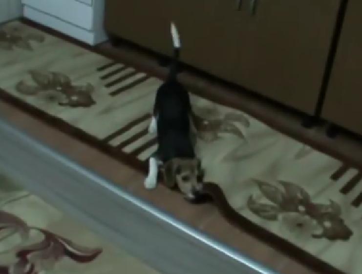 This Video Of Beagle Going Crazy Is Just Super Adorable!