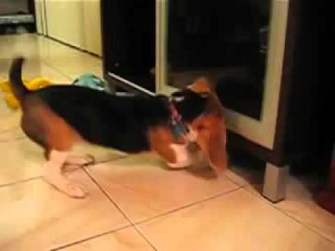 Beagle Thinks Daddy Is A Bad Treat Thrower Who Needs Training!