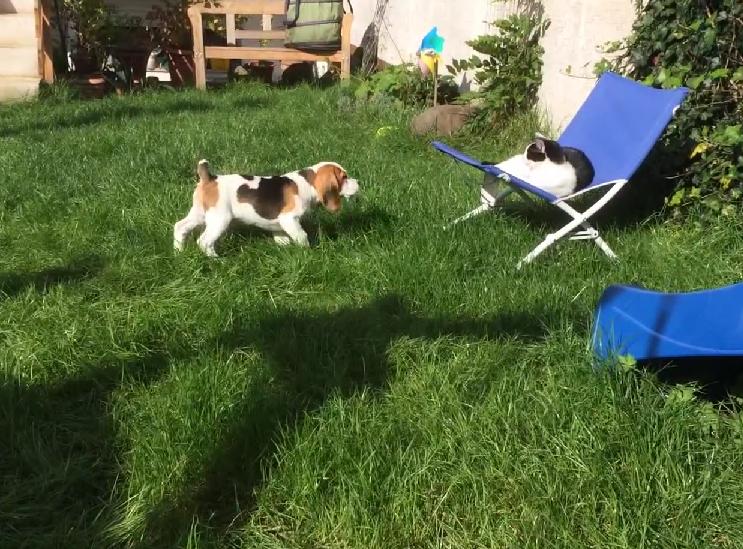 This Beagle Is Just Looking For Some Fun, But The Cat Says No!