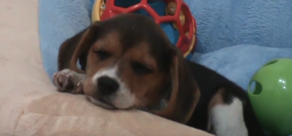 This ADORABLE And Sleepy Pocket Beagle Can’t Keep Her Eyes Open!