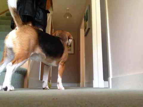 Adorable Beagle Pup Loves To Play Hide And Seek With Mom!