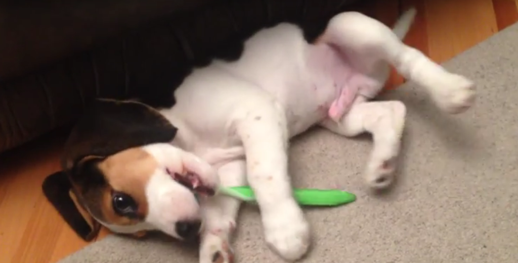 Adorable Beagle Puppy Is Brushing His Own Teeth!