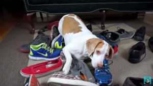 This Lemon Beagle Loves Sniffing Sneakers!