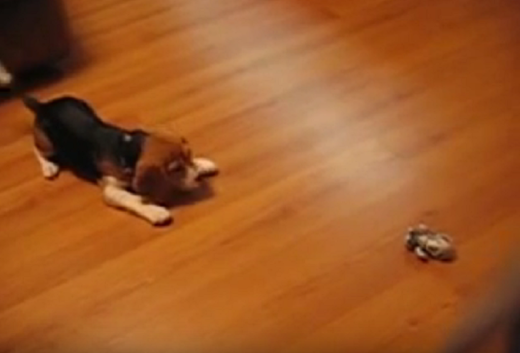 Beagle Puppy Gets Revenge On Mechanical Toy!