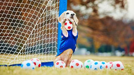 Video: Beagle Breaks Second Guinness World Record For Catching Most Balls In One Minute!