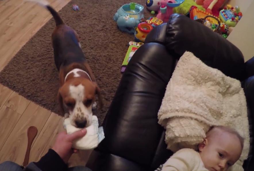 This Is Amazing! Beagle Helps His Dad With Changing The Baby Diapers!