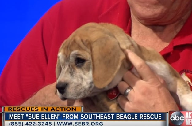 This Beagle Mix Pup Is Looking For A Family For Adoption On ABC News!