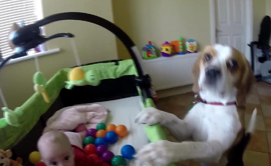 Beagle Begs A Baby To Play Ball With Him, And What Happens Next Is Adorable!