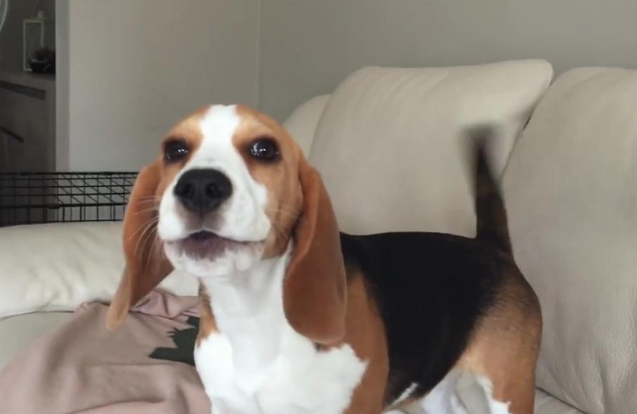 5 Month Old Beagle Puppy Has The BEST Response When Her Human Howls At Her!