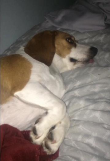 Lazy Beagle Responds To One Word, And One Word Only!