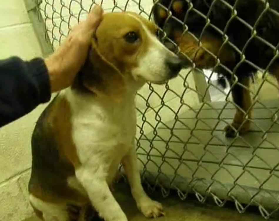 No One Wanted This Beagle, But What Happens Next Will Bring Tears To Your Eyes!